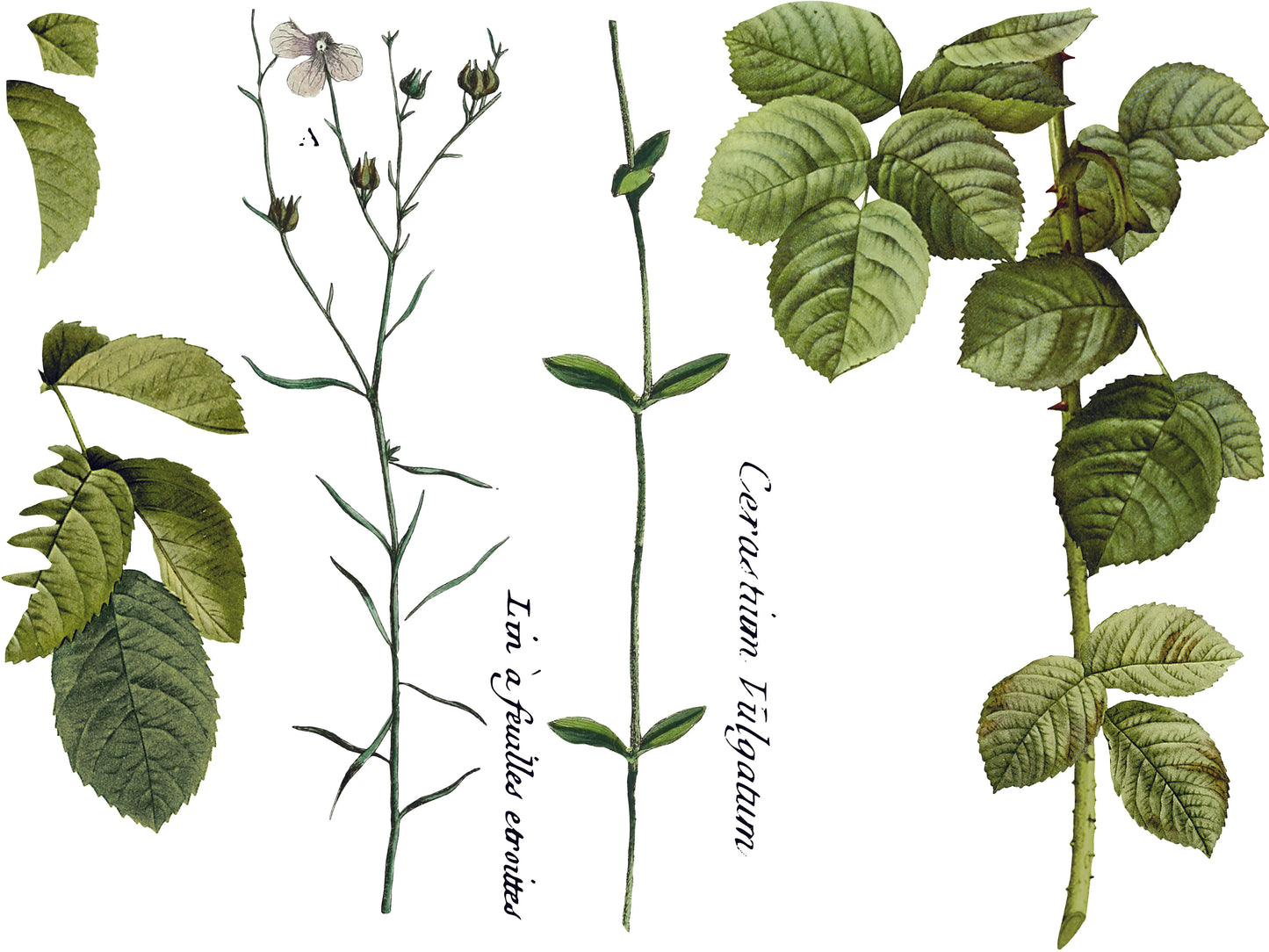 Flora Parisiensis IOD Transfer - Iron Orchid Designs