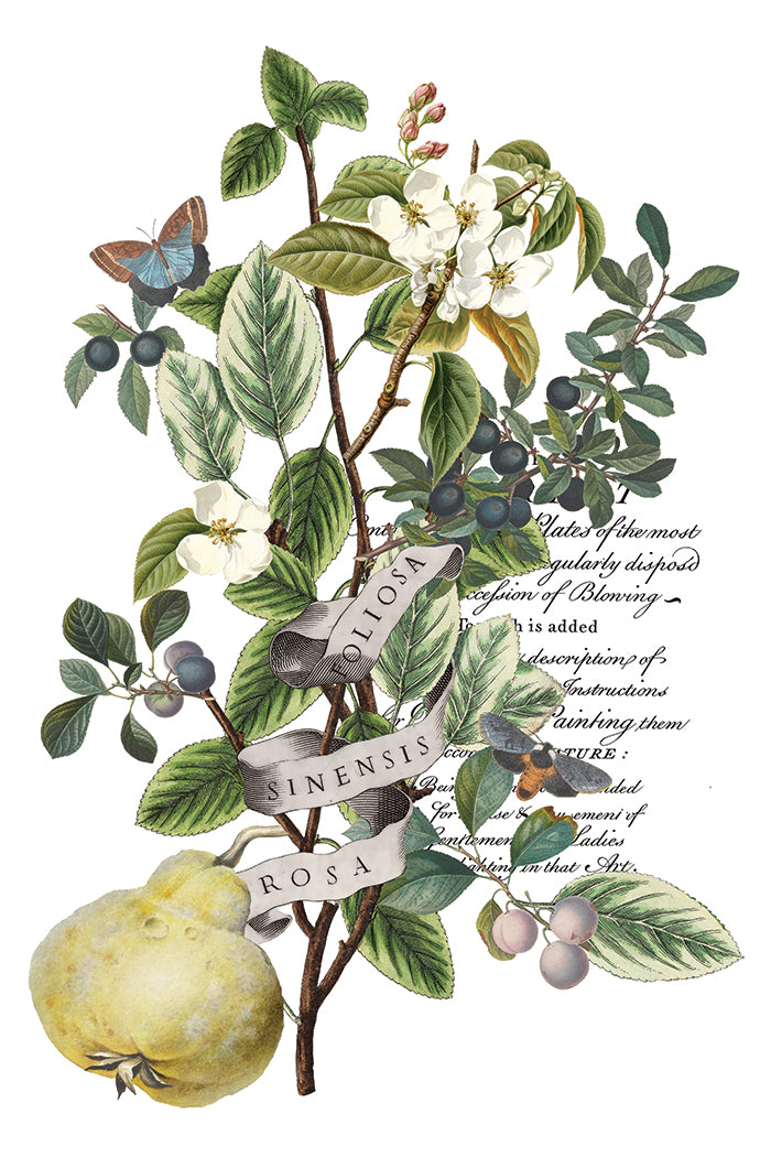 Clementine IOD Transfer - Iron Orchid Designs