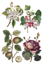 Load image into Gallery viewer, Clementine IOD Transfer - Iron Orchid Designs