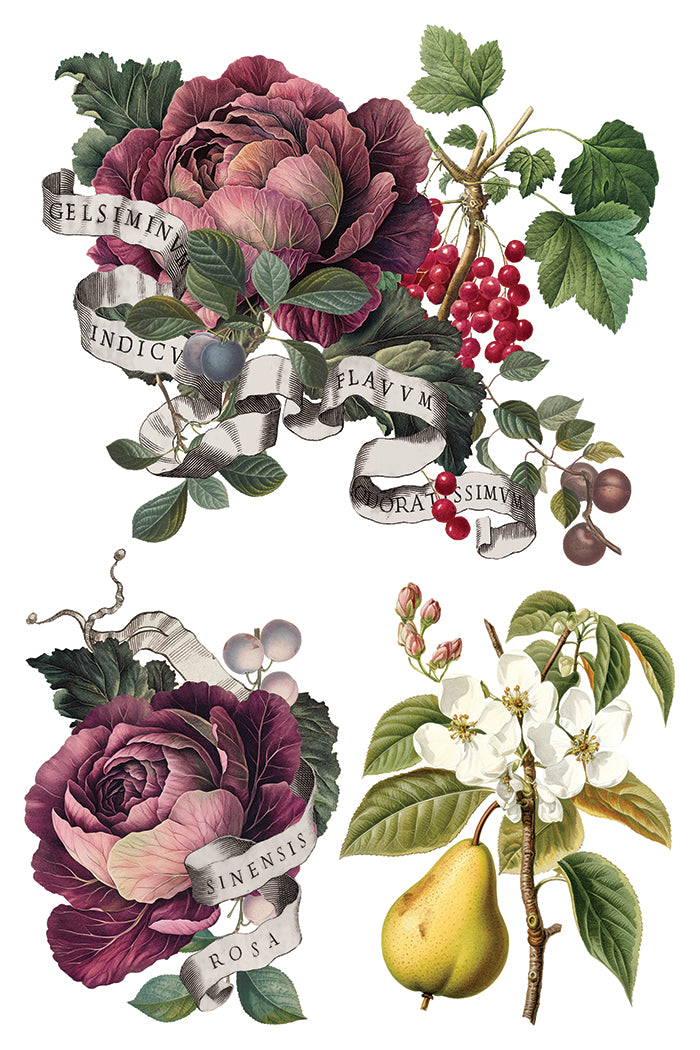 Clementine IOD Transfer - Iron Orchid Designs