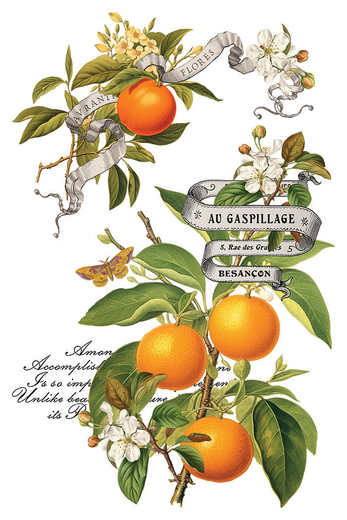 Clementine IOD Transfer - Iron Orchid Designs