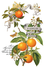 Load image into Gallery viewer, Clementine IOD Transfer - Iron Orchid Designs