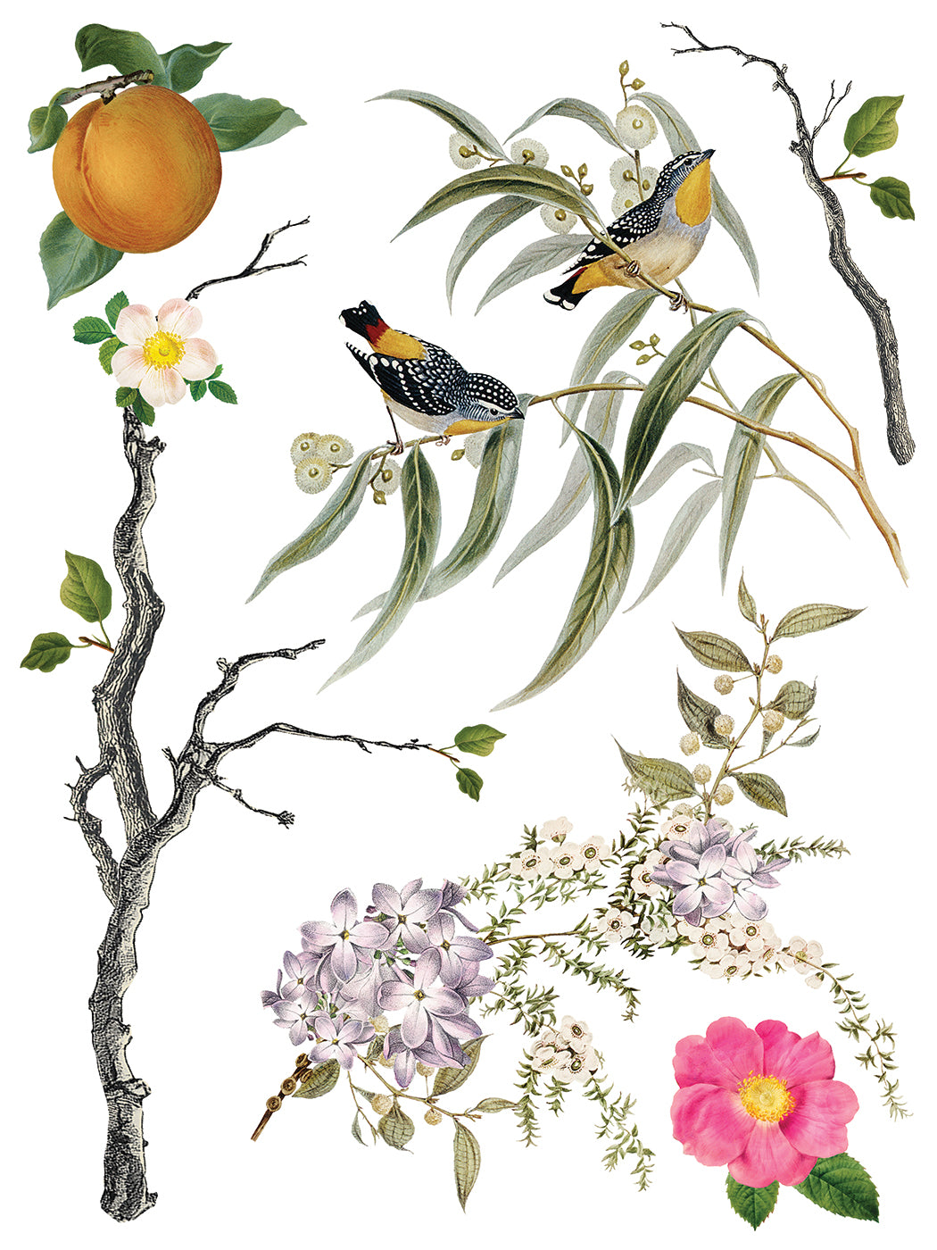 Menagerie IOD Transfer - Iron Orchid Designs