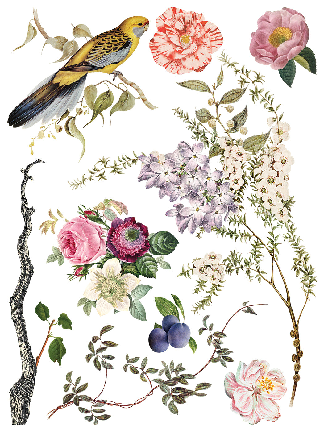 Menagerie IOD Transfer - Iron Orchid Designs