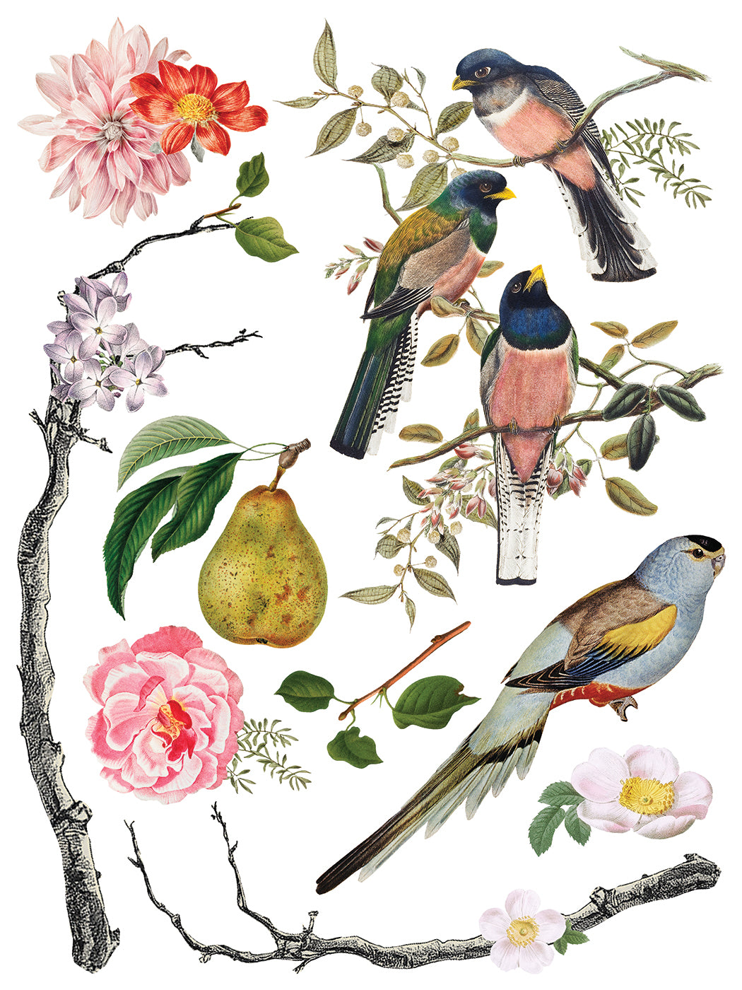 Menagerie IOD Transfer - Iron Orchid Designs