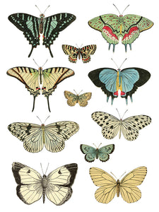 Entomology Etcetera IOD Transfer - Iron Orchid Designs