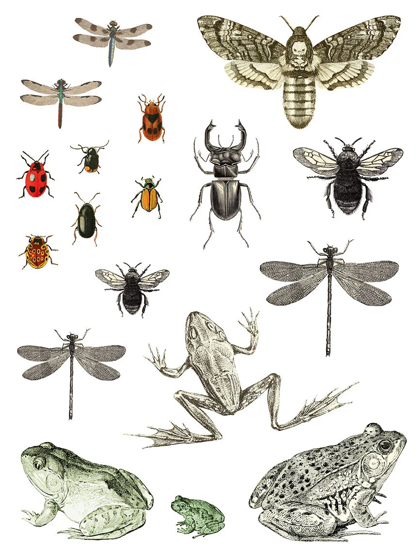 Entomology Etcetera IOD Transfer - Iron Orchid Designs