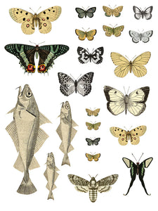 Entomology Etcetera IOD Transfer - Iron Orchid Designs