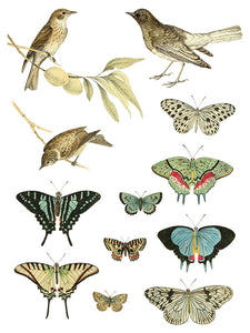 Entomology Etcetera IOD Transfer - Iron Orchid Designs