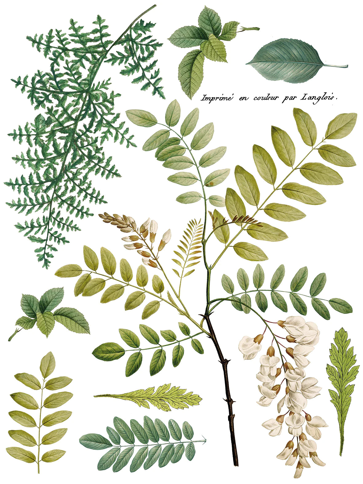 Fronds Botanical IOD Transfer - Iron Orchid Designs