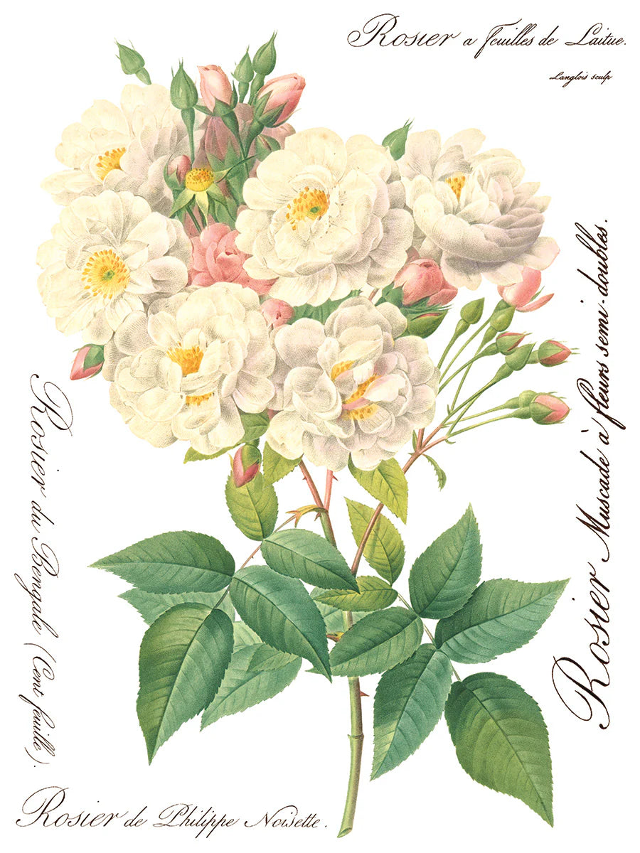 Rose Botanical IOD Transfer - Iron Orchid Designs
