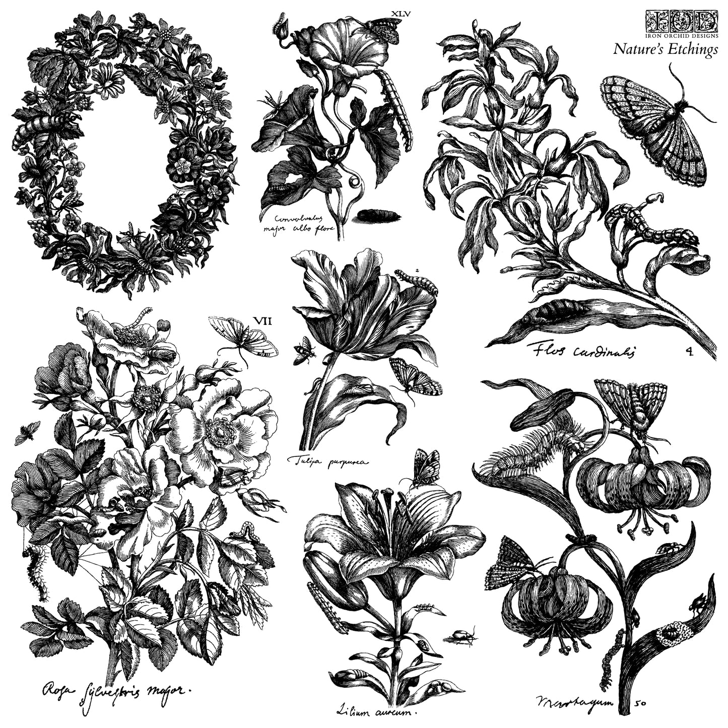 Nature's Etchings IOD Stamps - Iron Orchid Designs