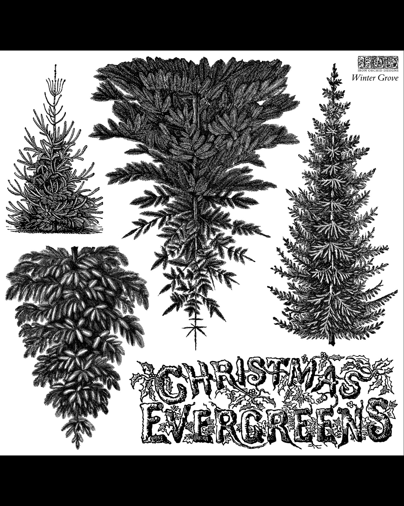 Black and white vintage-style illustration of four different Christmas evergreen trees with decorative text reading 'CHRISTMAS EVERGREENS' and 'Winter Grove' in the upper right.