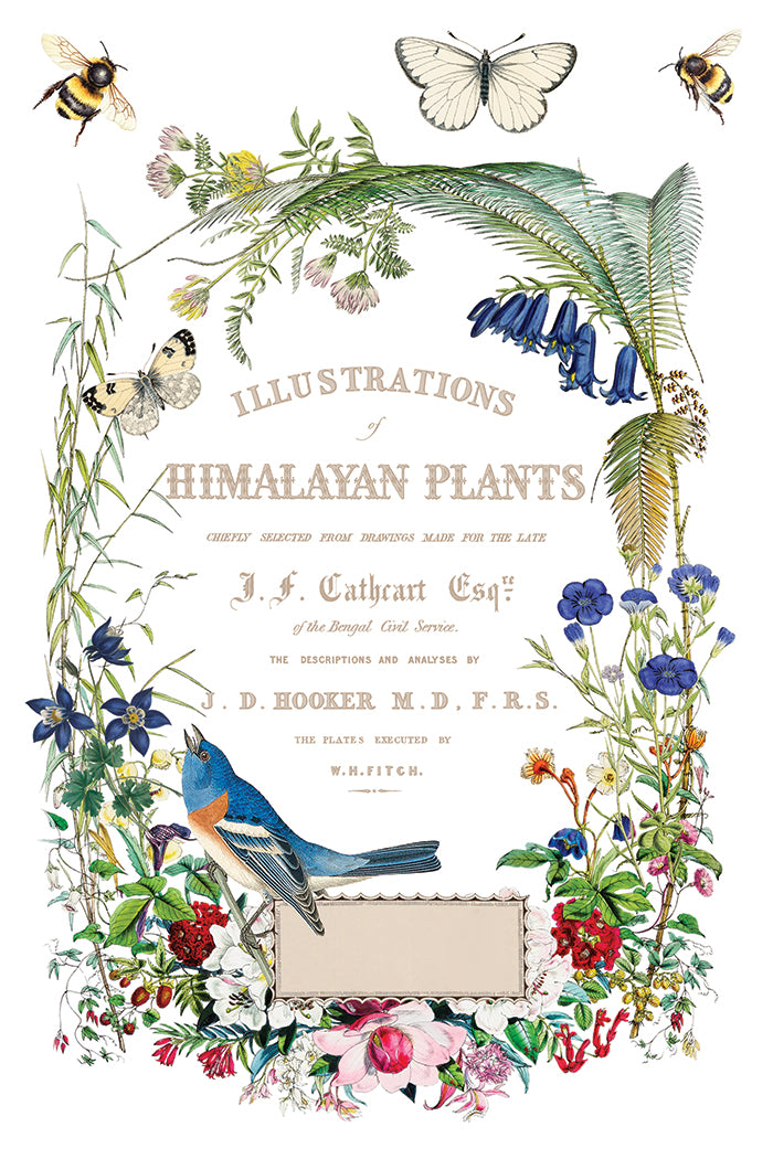 Flora Greca IOD Transfer - Iron Orchid Designs