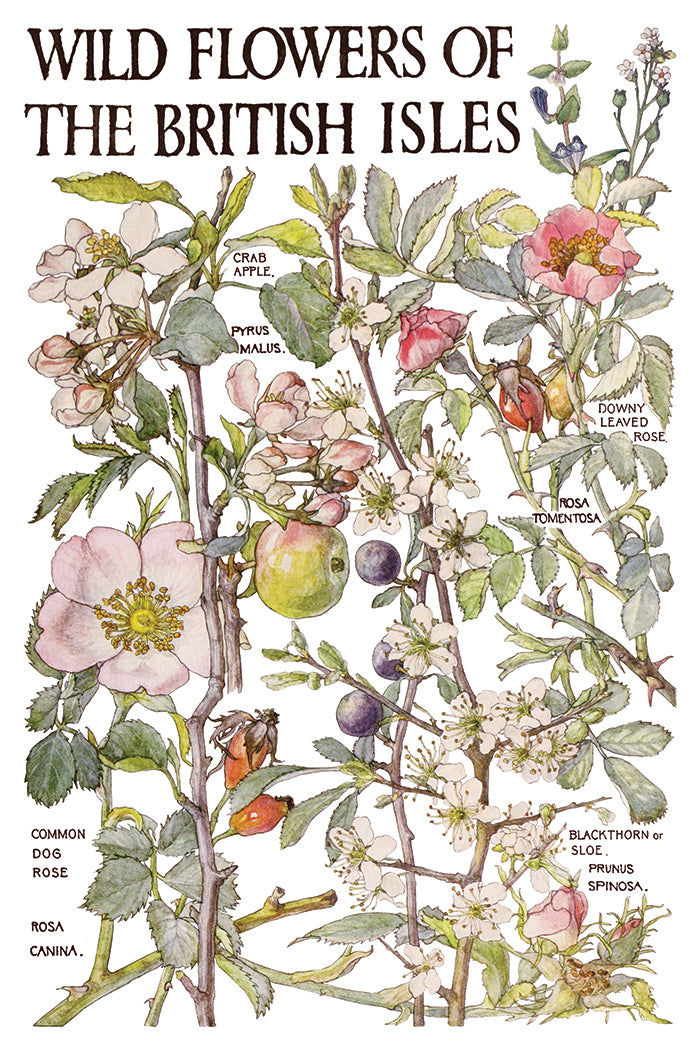 Primrose Isle IOD Transfer - Iron Orchid Designs
