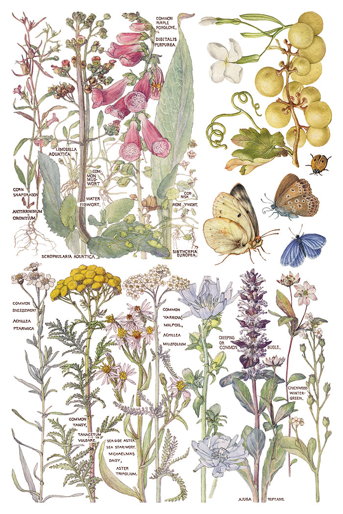 Primrose Isle IOD Transfer - Iron Orchid Designs