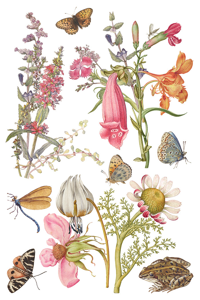Primrose Isle IOD Transfer - Iron Orchid Designs
