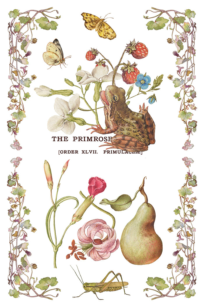 Primrose Isle IOD Transfer - Iron Orchid Designs