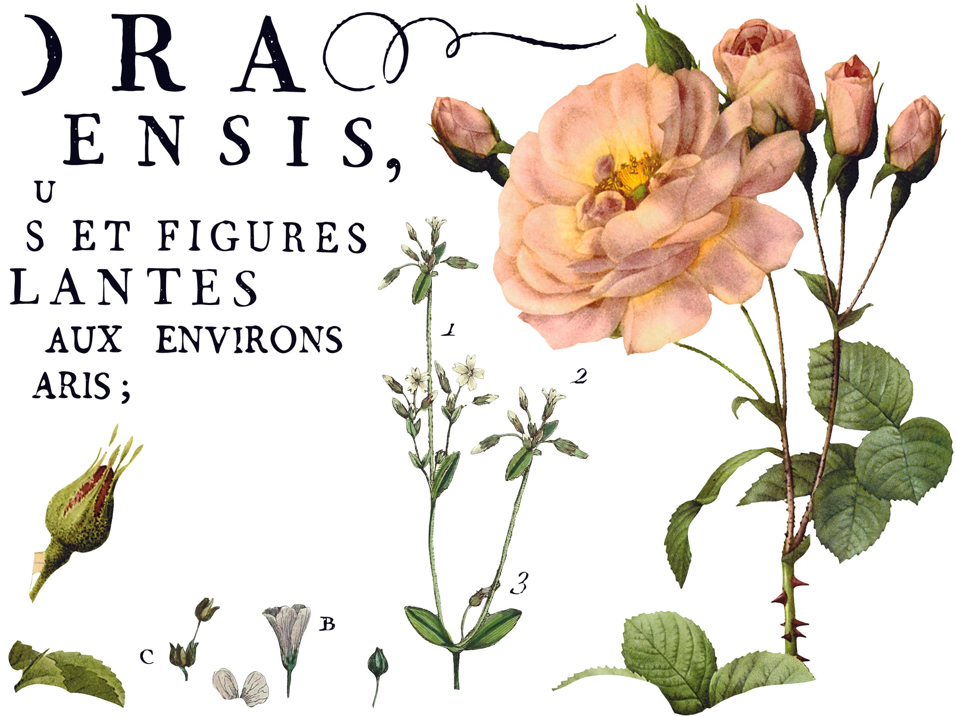 Flora Parisiensis IOD Transfer - Iron Orchid Designs