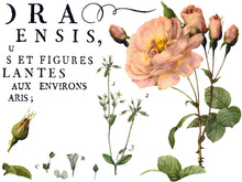 Load image into Gallery viewer, Flora Parisiensis IOD Transfer - Iron Orchid Designs