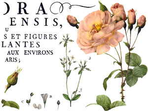 Flora Parisiensis IOD Transfer - Iron Orchid Designs