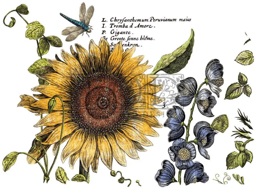 Botanist Journal IOD Transfer - Iron Orchid Designs